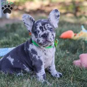 Collin, French Bulldog Puppy