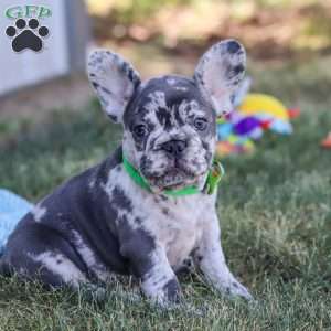 Collin, French Bulldog Puppy