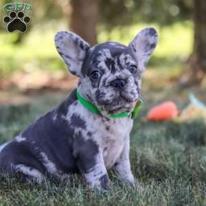 Collin, French Bulldog Puppy