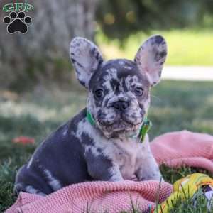 Collin, French Bulldog Puppy
