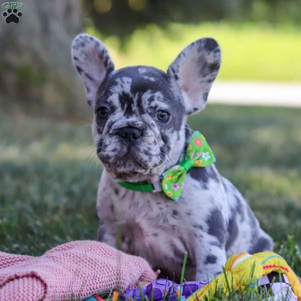 Collin, French Bulldog Puppy