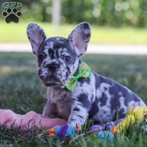 Collin, French Bulldog Puppy