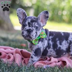 Collin, French Bulldog Puppy