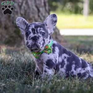 Collin, French Bulldog Puppy