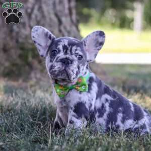 Collin, French Bulldog Puppy