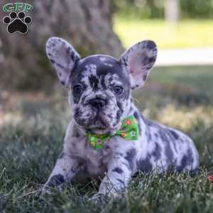 Collin, French Bulldog Puppy