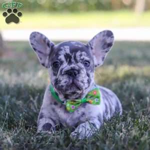 Collin, French Bulldog Puppy