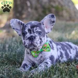 Collin, French Bulldog Puppy