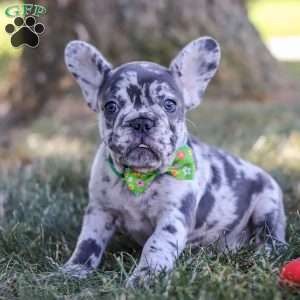 Collin, French Bulldog Puppy