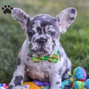 Collin, French Bulldog Puppy