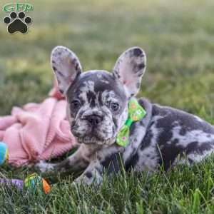 Collin, French Bulldog Puppy