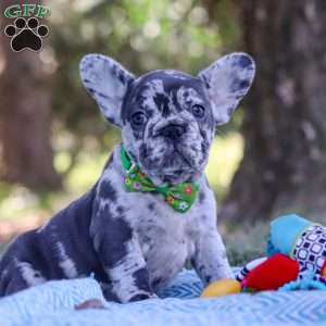 Collin, French Bulldog Puppy