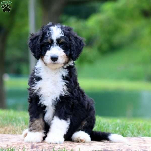 Colton, Bernedoodle Puppy