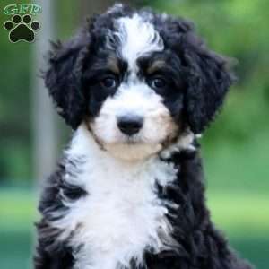 Colton, Bernedoodle Puppy