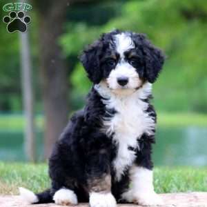 Colton, Bernedoodle Puppy