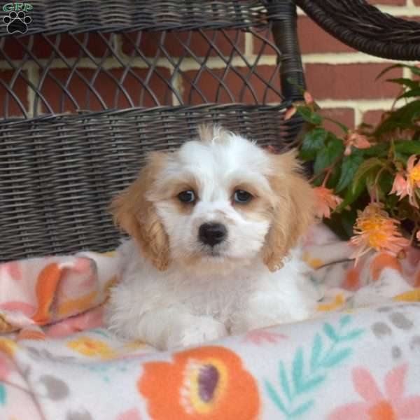 Comet, Cavachon Puppy