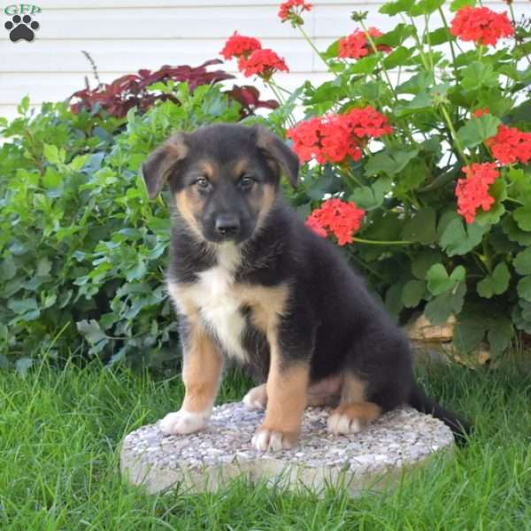 Comet, German Shepherd Mix Puppy