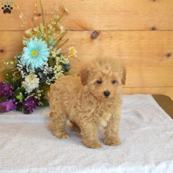 Comet, Maltipoo Puppy