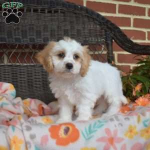 Comet, Cavachon Puppy