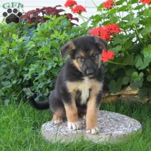 Comet, German Shepherd Mix Puppy
