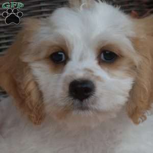 Comet, Cavachon Puppy