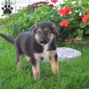 Comet, German Shepherd Mix Puppy