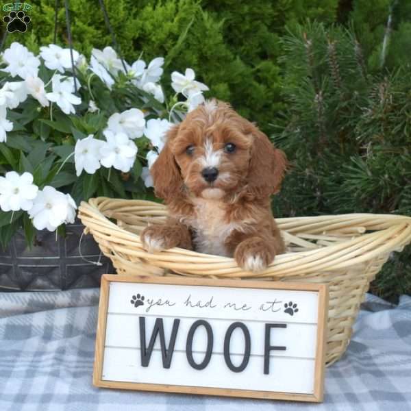 Cookie, Cavapoo Puppy