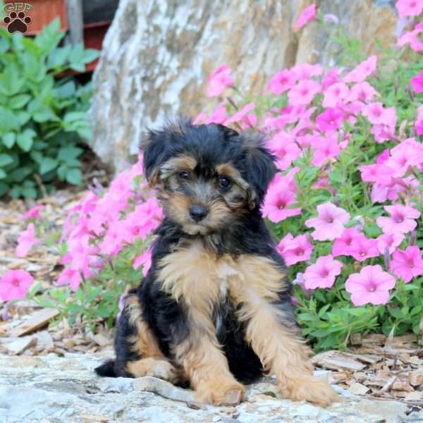 Cookie, Yorkie Poo Puppy