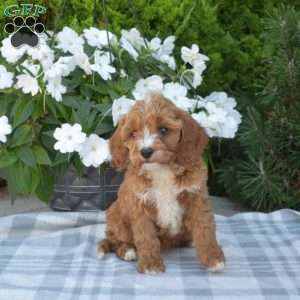 Cookie, Cavapoo Puppy