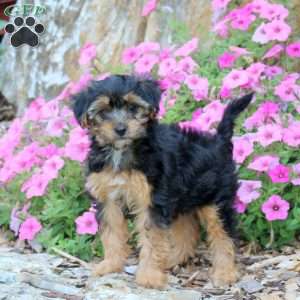 Cookie, Yorkie Poo Puppy