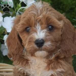 Cookie, Cavapoo Puppy