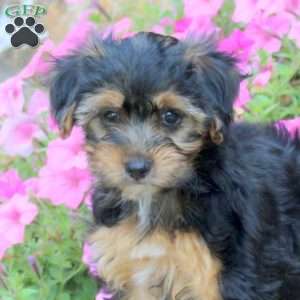 Cookie, Yorkie Poo Puppy