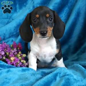 Cookies n’ Cream, Dachshund Puppy