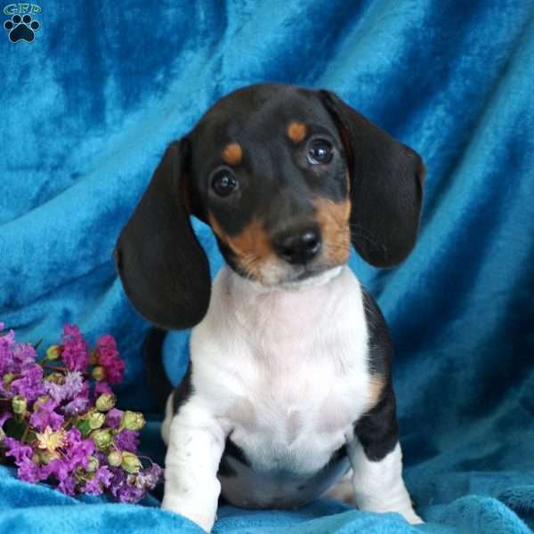Cookies n’ Cream, Dachshund Puppy