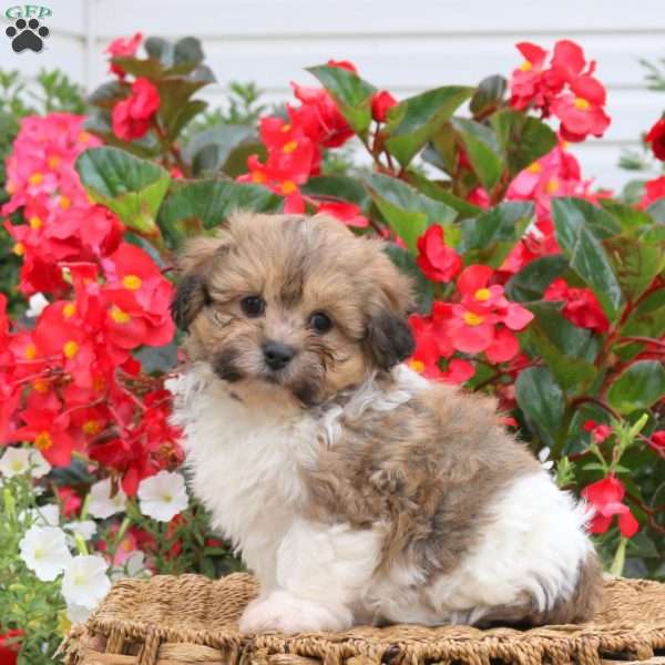 Cooper, Teddy Bear Puppy
