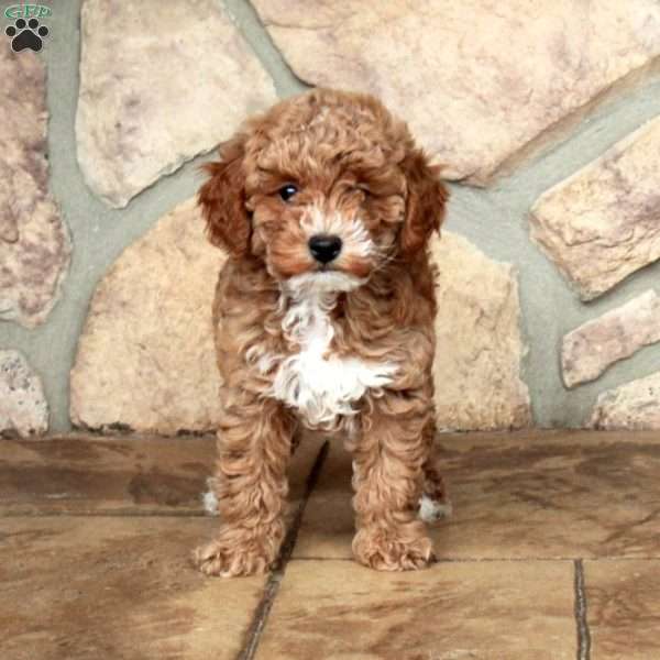 Cooper, Toy Poodle Puppy