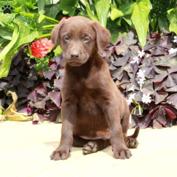 Cooper, Chocolate Labrador Retriever Puppy