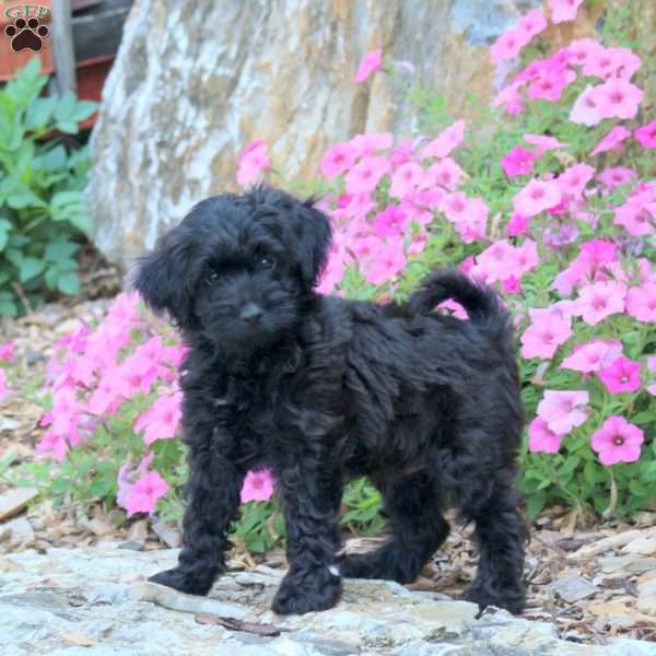Cooper, Yorkie Poo Puppy