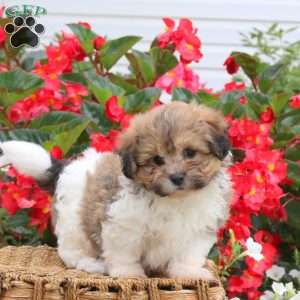 Cooper, Teddy Bear Puppy