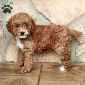 Cooper, Toy Poodle Puppy