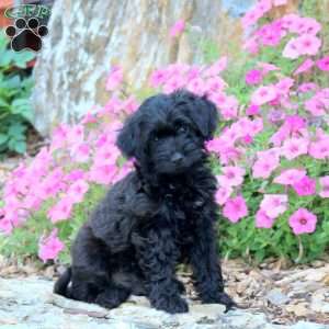 Cooper, Yorkie Poo Puppy
