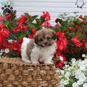 Cooper, Teddy Bear Puppy