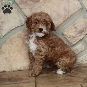 Cooper, Toy Poodle Puppy