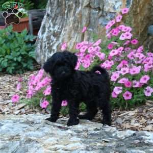 Cooper, Yorkie Poo Puppy