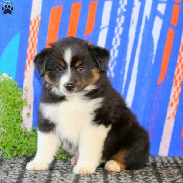 Cooper, Miniature Australian Shepherd Puppy