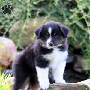Cooper, Miniature Australian Shepherd Puppy