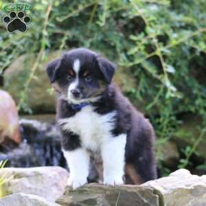 Cooper, Miniature Australian Shepherd Puppy