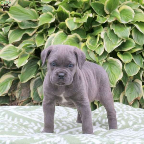 Coral, Cane Corso Puppy