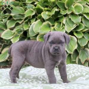 Coral, Cane Corso Puppy