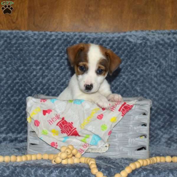 Corey, Jack Russell Terrier Puppy